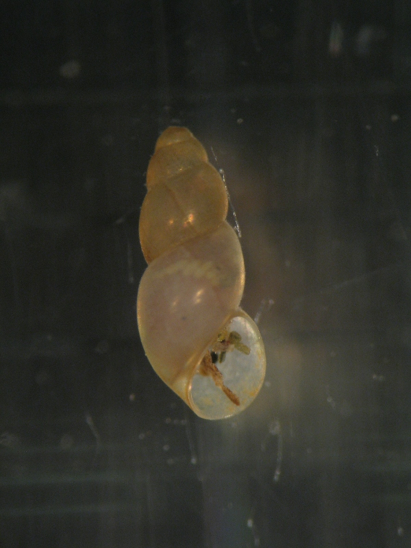 gasteropode id. 1